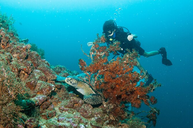 Scuba Diving Puerto Vallarta Undersea Arcos or Marietas - Los Arcos de Mismaloya: Depth Options, Practice Areas, and Visibility Reality