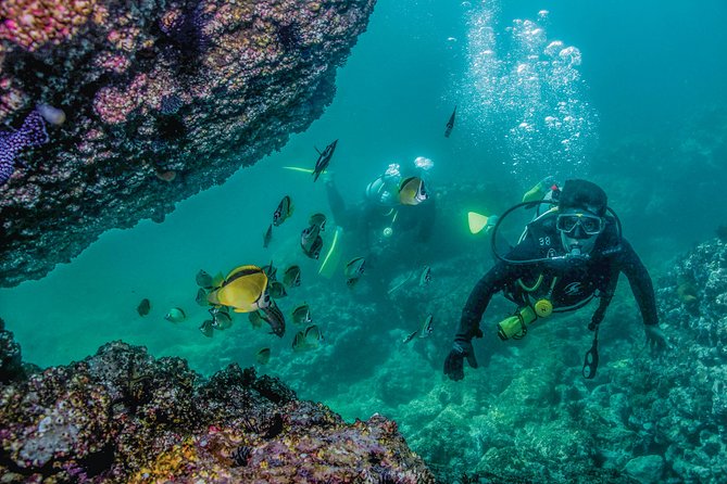 Scuba Diving with a 5-Star PADI Center in Puerto Vallarta - Stop 1: Bay of Banderas, and why conditions decide the quality of your water time