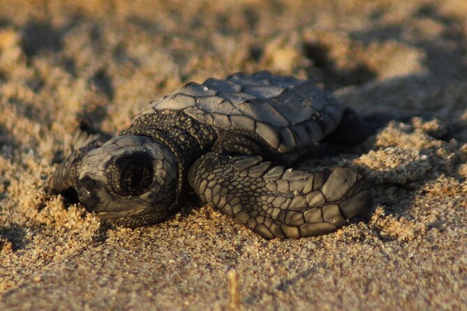 Sea Turtle Release – A Puerto Vallarta Conservation Adventure - Key highlights to know before you go