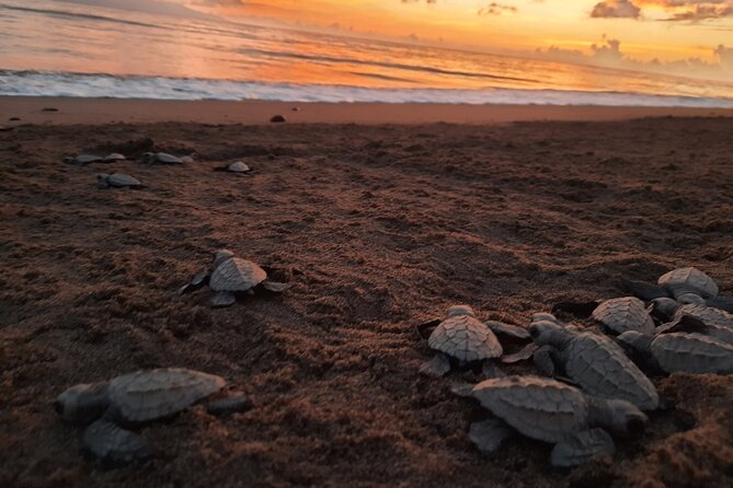 Sea Turtle Release – A Puerto Vallarta Conservation Adventure - Sea Turtle Camp: where nest monitoring meets hatchling care