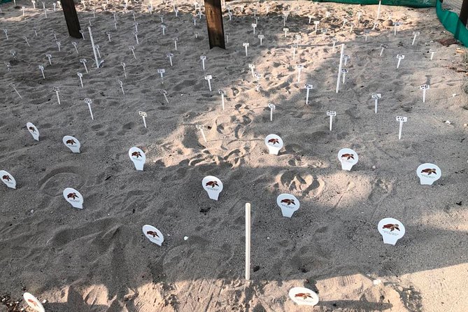 Sea Turtle Release – A Puerto Vallarta Conservation Adventure - Sunset turtle release: what you do with the hatchlings