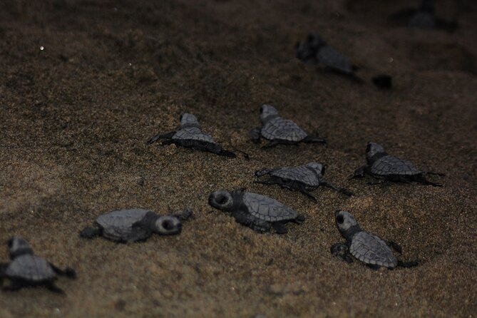 Sea Turtle Release – A Puerto Vallarta Conservation Adventure - The return at 7:15 PM: short drive, low-light walk, and restrooms