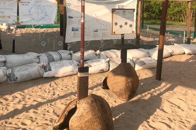 Sea Turtle Release – A Puerto Vallarta Conservation Adventure - What’s included, what you must bring, and how to prep