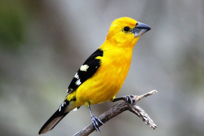 SIerra Madre Highland bird and Tuito - Why this Puerto Vallarta bird trip hits so many species