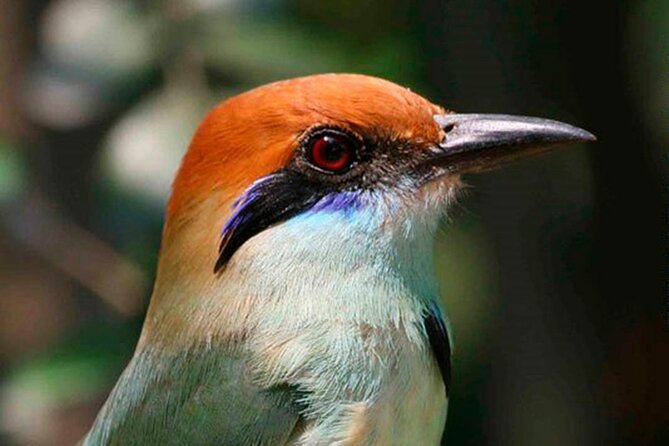SIerra Madre Highland bird and Tuito - The Military Macaw Sanctuary: birding with rehab and purpose