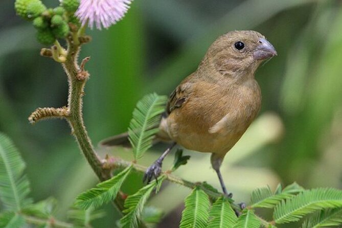 SIerra Madre Highland bird and Tuito - El Tuito village break: snacks, coffee, and turning sightings into a list