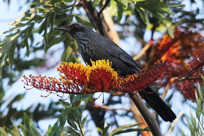 SIerra Madre Highland bird and Tuito - Gear, food, and photography tips that actually matter