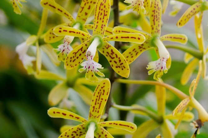 Skip the Line: Vallarta Botanical Garden Admission Ticket - Quick hits before you go