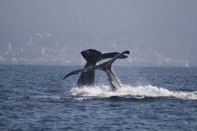 Small-Group Half-Day Whale-Watching Tour in Puerto Vallarta - Why this Puerto Vallarta whale watch feels more personal