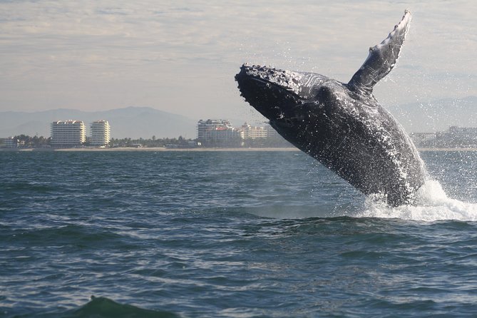 Small-Group Half-Day Whale-Watching Tour in Puerto Vallarta - The marine biologist guide: humpback behavior in plain language