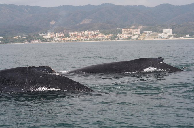 Small-Group Half-Day Whale-Watching Tour in Puerto Vallarta - Close encounters in Bahía de Banderas: what you’re really hunting for