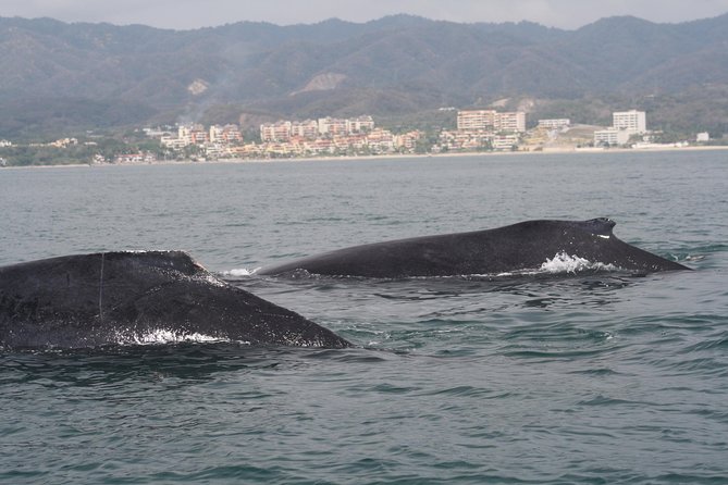 Small-Group Half-Day Whale-Watching Tour in Puerto Vallarta - Lunch on the bay: soft drinks, real food, and vegetarian care