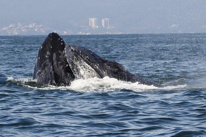 Small-Group Half-Day Whale-Watching Tour in Puerto Vallarta - Price and extras: what $110 really covers