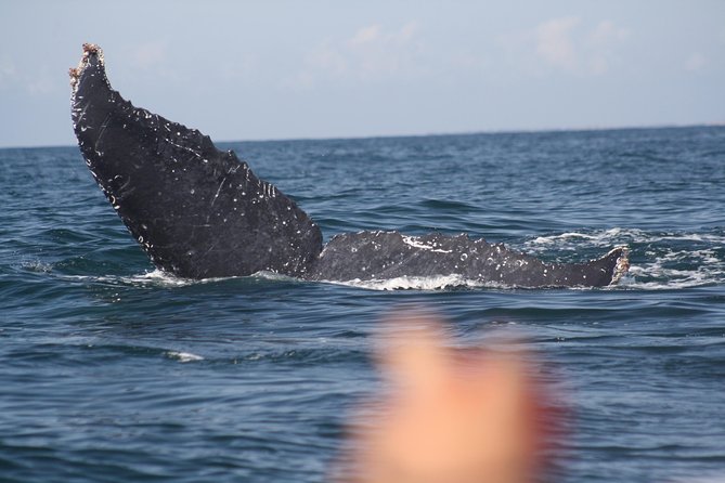 Small-Group Half-Day Whale-Watching Tour in Puerto Vallarta - Out of Marina Vallarta: getting to the cruise without added headaches