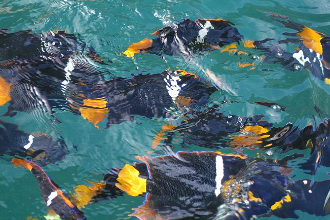 Small Group Snorkeling in Los Arcos, Puerto Vallarta - What the small-group format means for your time on the water