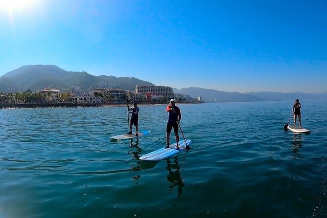 Stand Up Paddle Boarding Adventure in Puerto Vallarta - Wildlife Chances: From Birds to Turtles, Plus That Big-Hearted Hope