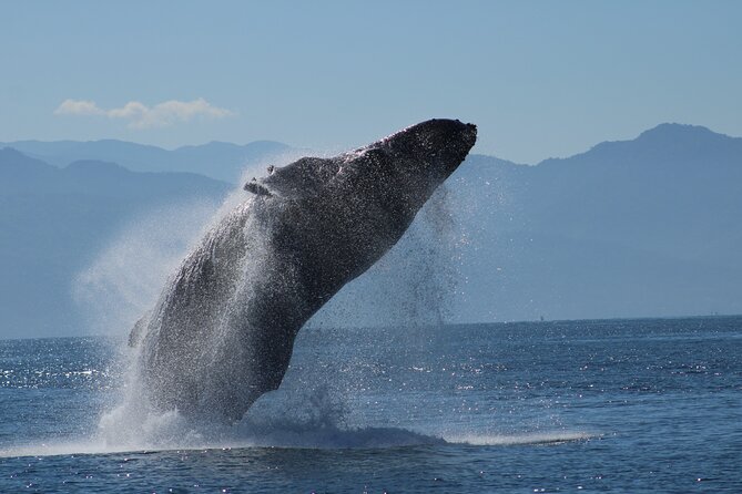 Sunsets and Whales Mega Yachts ALL INCLUSIVE: Puerto Vallarta - Sunset whale watching yacht in Puerto Vallarta: the big idea