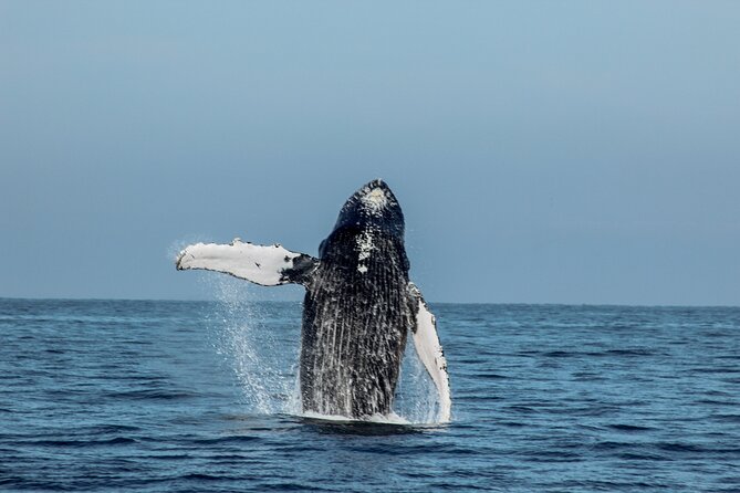 Sunsets and Whales Mega Yachts ALL INCLUSIVE: Puerto Vallarta - Should you book this Puerto Magico sunset whale yacht tour?