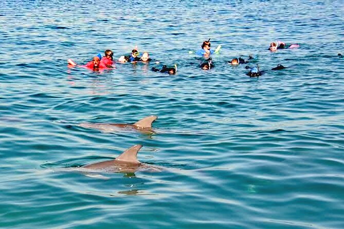 Swim and Paddle Board with Wild Dolphin Pods in Puerto Vallarta - Three Ways to Interact: Paddle Boards, Snorkeling, and Towable Boards