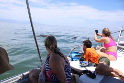 Swim and Paddle Board with Wild Dolphin Pods in Puerto Vallarta - How the Crew Finds Pods: From River Mouths to Right-Time Approaches
