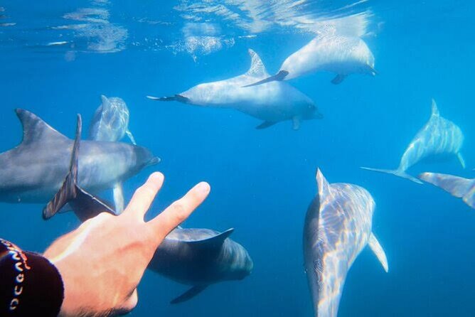 Swim and Paddle Board with Wild Dolphin Pods in Puerto Vallarta - Price and Value: Is $110.59 per Person Worth It?