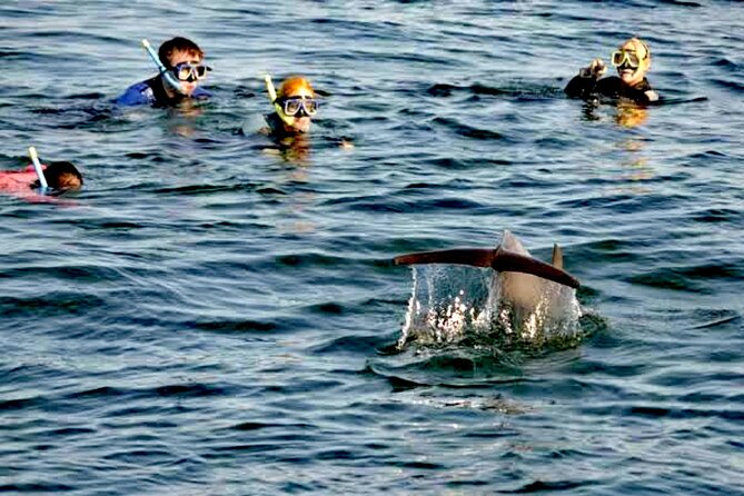 Swim and Paddle Board with Wild Dolphin Pods in Puerto Vallarta - What Could Go Wrong on Dolphin Days (and How to Be Ready)