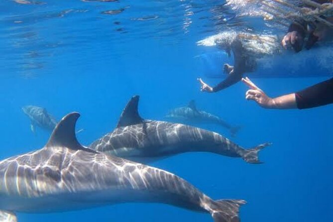 Swim and Paddle Board with Wild Dolphin Pods in Puerto Vallarta - Best Booking Tips: Picking Your Moment and Acting Like a Good Neighbor