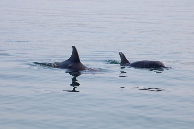 Swim and Paddle Board with Wild Dolphin Pods in Puerto Vallarta - Should You Book This Puerto Vallarta Dolphin and Paddle Board Tour?