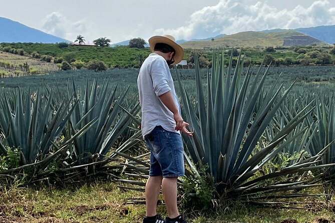 Tequila Jalisco Full Day Tour from Puerto Vallarta - Puerto Vallarta to Tequila in One Long Day: What to Expect