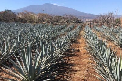 Tequila Jalisco Full Day Tour from Puerto Vallarta - The Ceboruco Volcano Lookout: Fast Views, Big Weather Check
