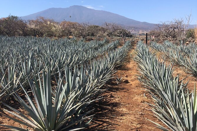 Tequila Jalisco Full Day Tour from Puerto Vallarta - The Ceboruco Volcano Lookout: Fast Views, Big Weather Check