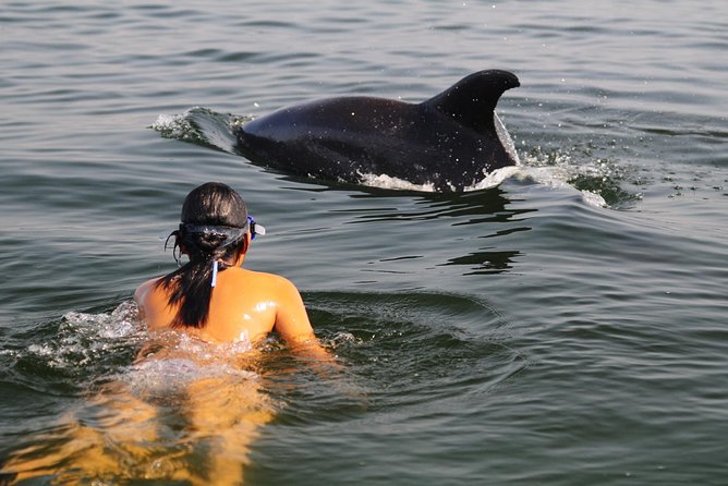 Watch and Swim with Dolphins in the Wild - Where the Dolphin Hunt Starts: Marina Vallarta + Hydrophone Tracking