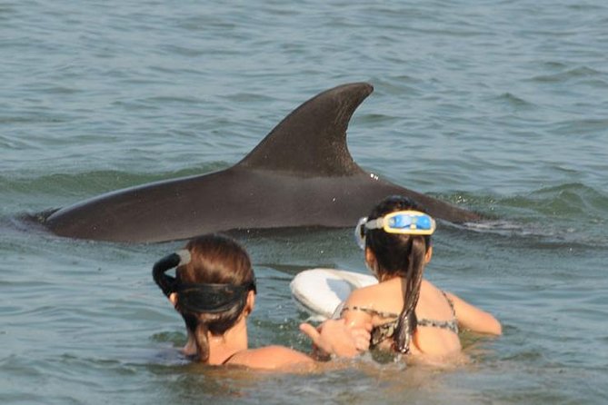 Watch and Swim with Dolphins in the Wild - Your 3.5-Hour Reality Check: Boat Time, Timing, and What You’ll See