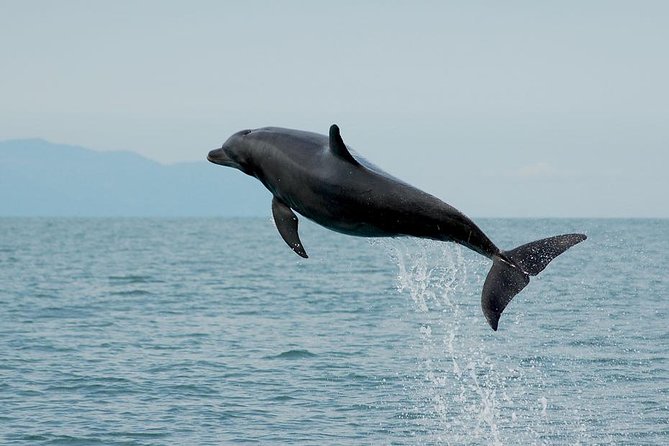 Watch and Swim with Dolphins in the Wild - The Education + Safety Moment Before You Swim