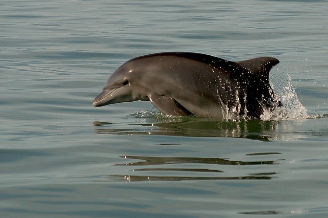 Watch and Swim with Dolphins in the Wild - Swim With Wild Dolphins: How It Works When Conditions Allow