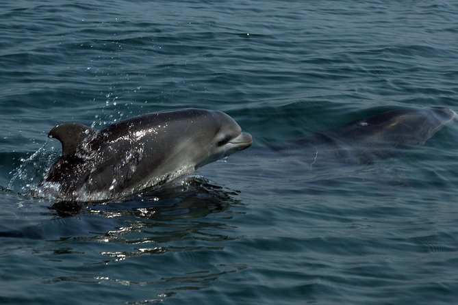 Watch and Swim with Dolphins in the Wild - Gear, Snacks, and Small Comfort Tips You’ll Appreciate