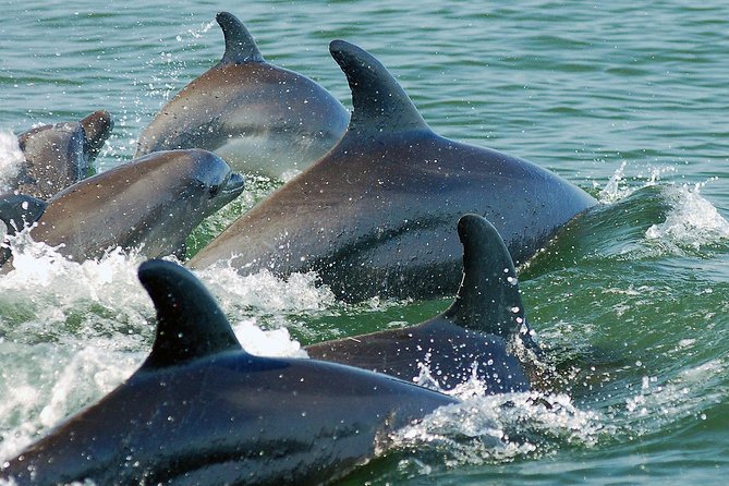 Watch and Swim with Dolphins in the Wild - Meet Your Crew: Biologist Guides Like Camilla, Gemma, and Pilar