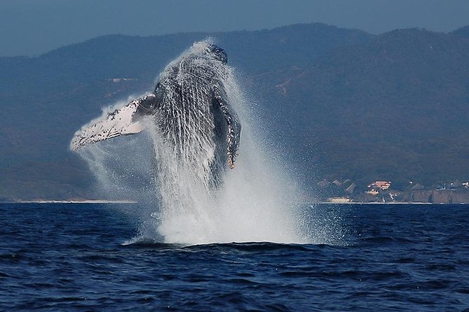 Whale and Dolphin Watching with a Biologist in Puerto Vallarta - Key things that make this tour worth your time