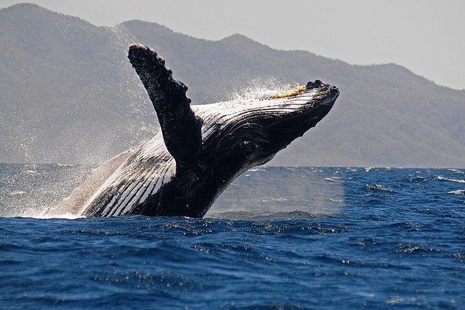 Whale and Dolphin Watching with a Biologist in Puerto Vallarta - The 4-hour on-the-water experience: what actually happens