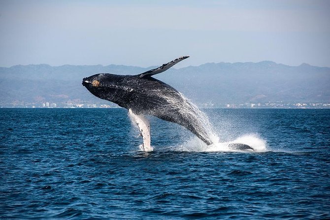 Whale and Dolphin Watching with a Biologist in Puerto Vallarta - Dolphins, mantas, and sea turtles: the bonus you hope for