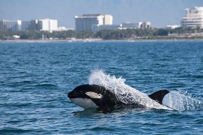 Whale and Dolphin Watching with a Biologist in Puerto Vallarta - Boat comfort and “real life” things to know
