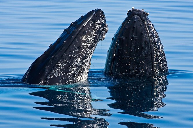 Whale & Dolphin Watching Cruise in Puerto Vallarta All Inclusive - Key highlights