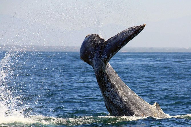 Whale & Dolphin Watching Cruise in Puerto Vallarta All Inclusive - What You’re Really Buying: Whales, Drinks, and a Real-Time Hunt