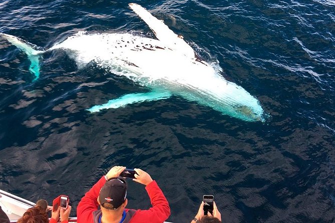 Whale & Dolphin Watching Cruise in Puerto Vallarta All Inclusive - Getting to the Boat: The Meeting Point That Helps You Stay Calm