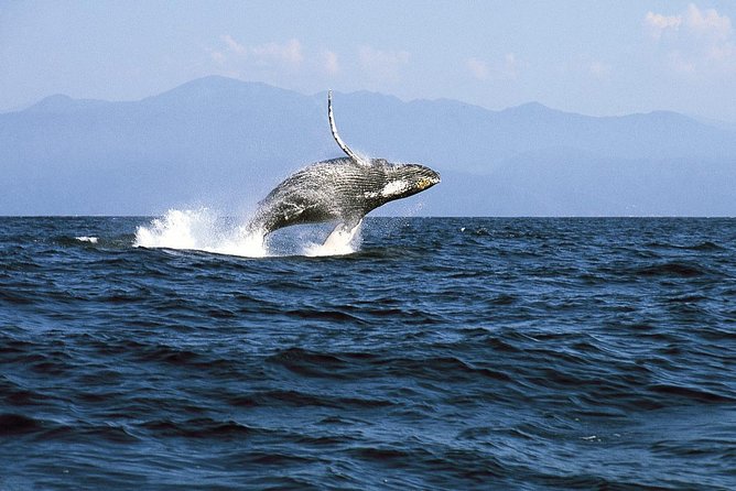 Whale & Dolphin Watching Cruise in Puerto Vallarta All Inclusive - On Board: Breakfast, Lunch Croissant, and How the Open Bar Actually Fits In