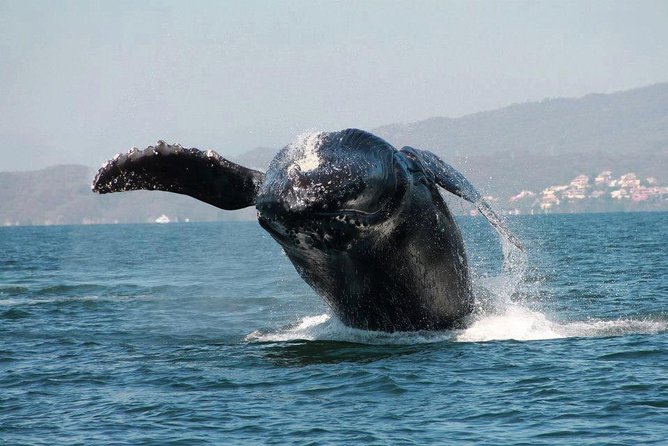 Whale & Dolphin Watching Cruise in Puerto Vallarta All Inclusive - The Main Event: Humpback Whale Watching That’s Mostly About Waiting (In a Good Way)
