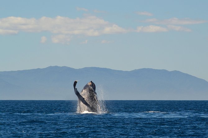 Whale & Dolphin Watching Cruise in Puerto Vallarta All Inclusive - Comfort and Safety on a Catamaran-Style Day: Sea State Tips That Matter