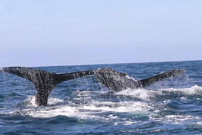 Whale & Dolphin Watching Cruise in Puerto Vallarta All Inclusive - Who This Tour Fits Best (and Who Might Want a Different Day)