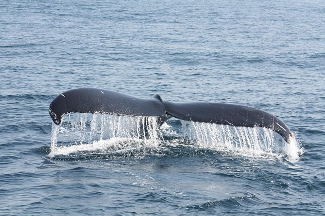 Whale Encounter Puerto Vallarta - Safety gear, permits, and a boat setup designed for real conditions