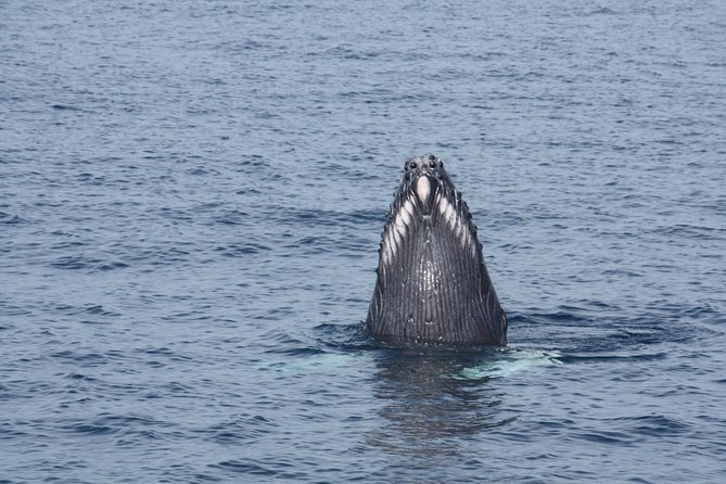 Whale Encounter Puerto Vallarta - Who should book this whale encounter?
